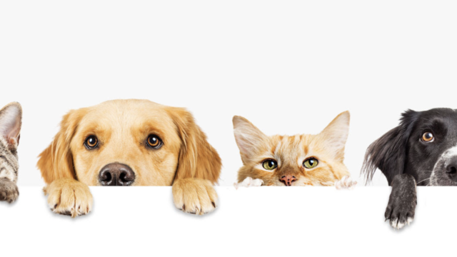 期間限定 初回購入500円offクーポン 副作用なしの犬猫用サプリ アンチノール が安く買えるよ Sappori Blog