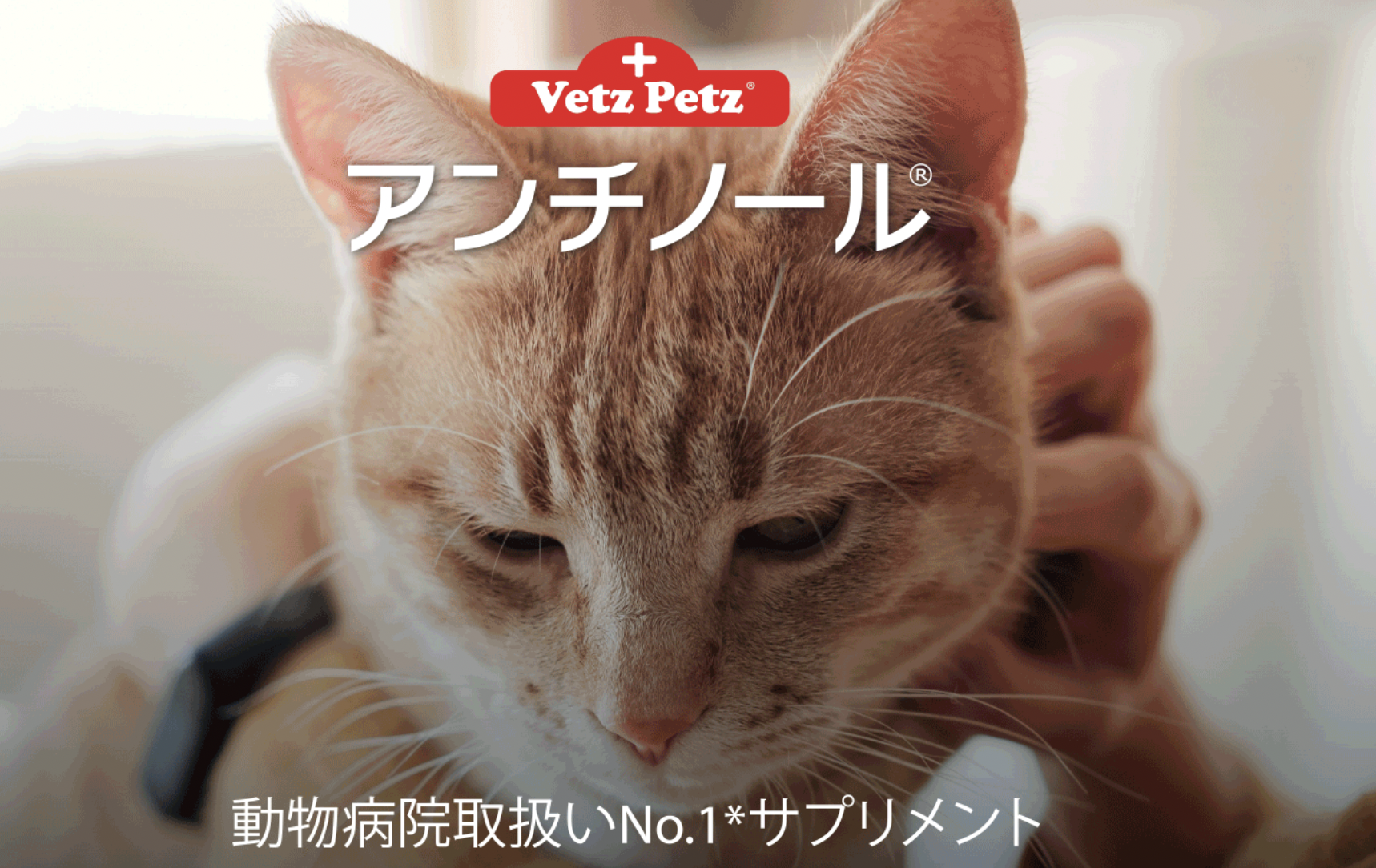 期間限定 初回購入500円offクーポン 副作用なしの犬猫用サプリ アンチノール が安く買えるよ Sappori Blog
